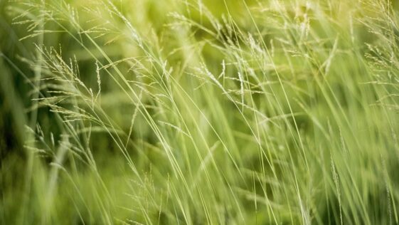 Environmental science scholarships