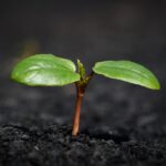 Rising Interest Rates: How Online Loans Are Shaping Your Financial Future Today